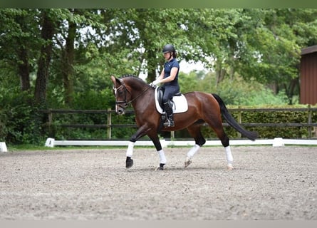 Schweres Warmblut, Stute, 8 Jahre, 16,1 hh, Brauner