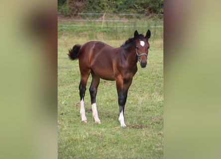 Heavy Warmblood, Mare, Foal (05/2026), Brown