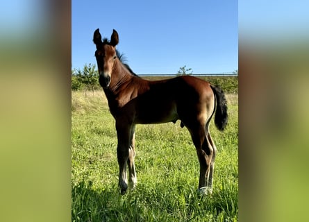 Heavy Warmblood, Stallion, 1 year, Brown