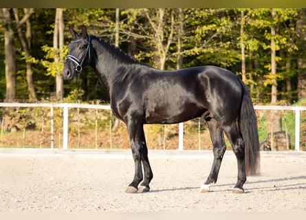 Heavy Warmblood, Stallion, 2 years, Smoky-Black