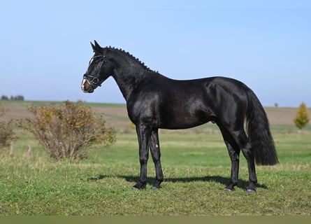 Heavy Warmblood, Stallion, 2 years, Smoky-Black