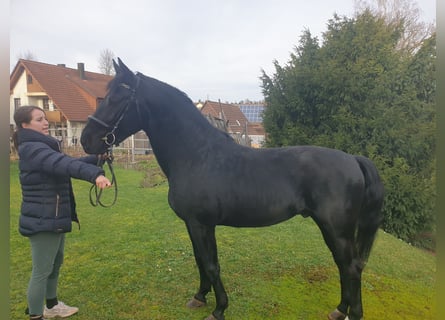 Heavy Warmblood, Stallion, 6 years, 16.1 hh, Black