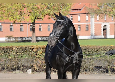 Heavy Warmblood, Stallion, 7 years, 16 hh, Black
