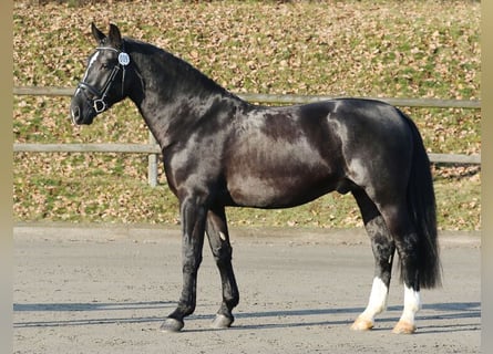 Heavy Warmblood, Stallion, 10 years, 16 hh, Black