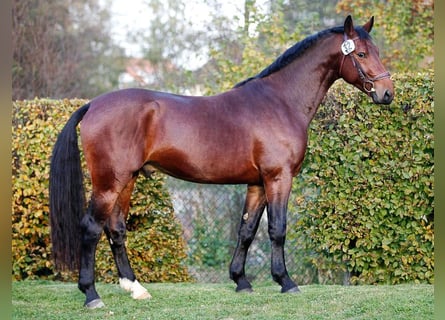 Heavy Warmblood, Stallion, 10 years, 16 hh, Brown