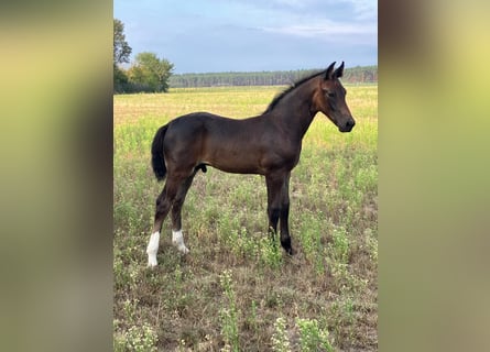 Heavy Warmblood, Stallion, Foal (05/2026), 16 hh, Smoky-Black