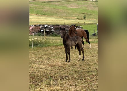 Heavy Warmblood, Stallion, Foal (05/2025), Black