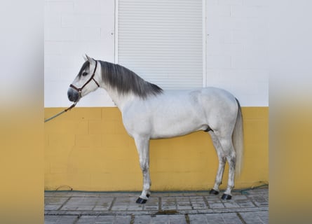 PRE, Stallion, 10 years, 16 hh, Gray-Dapple
