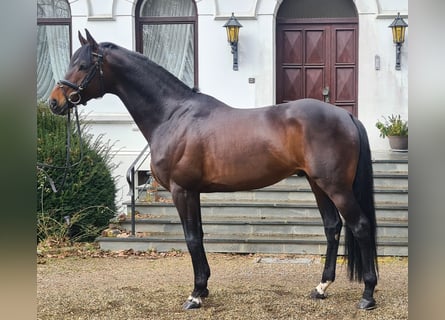 Trakehner, Stallion, 12 years, 16,2 hh, Bay-Dark