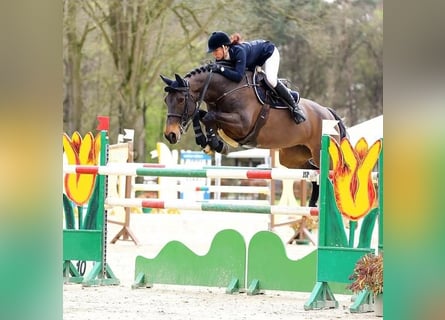 Hessian Warmblood, Mare, 21 years, 17 hh, Brown