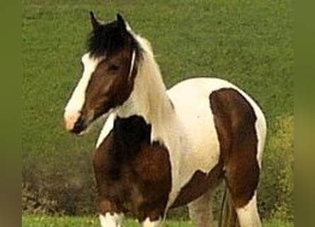 Hessisches Warmblut Mix, Wallach, 22 Jahre, 160 cm, Schecke