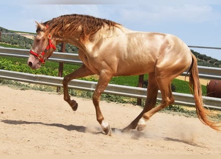 PRE, Étalon, 4 Ans, 164 cm, Perle