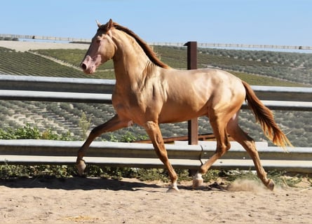 PRE, Étalon, 3 Ans, 162 cm, Perle