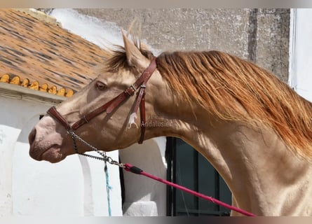 PRE, Hengst, 5 Jaar, 163 cm, Pearl