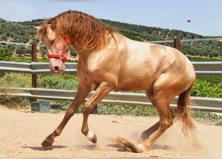 PRE, Hengst, 4 Jahre, 163 cm, Pearl