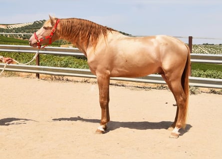 PRE, Hengst, 4 Jahre, 163 cm, Pearl