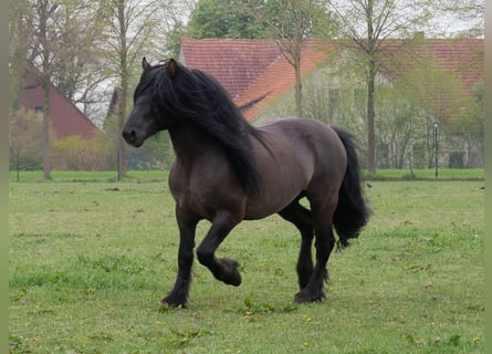 Highland pony, Stallion, 9 years, 14 hh, Dun