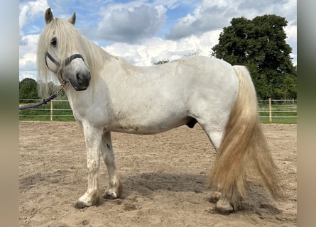 Highland Pony, Wallach, 14 Jahre, Schimmel