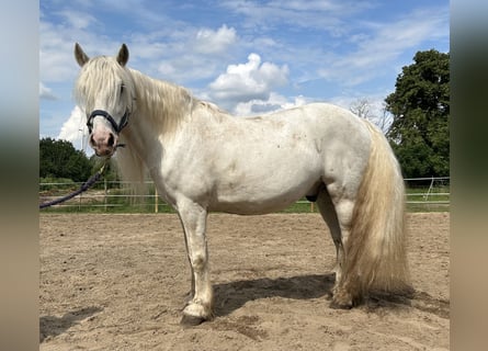 Highland Pony, Wallach, 14 Jahre, Schimmel
