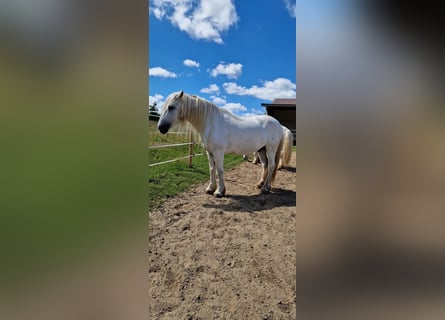 Highland Pony, Wallach, 15 Jahre, Schimmel