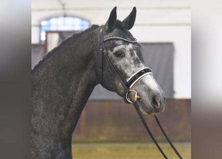 Niemiecki koń sportowy, Ogier, 7 lat, 172 cm, Siwa