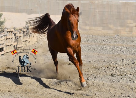 Hispano Araber, Hengst, 2 Jahre, 158 cm, Fuchs