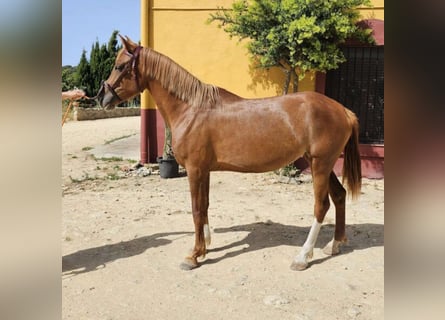 Hispano Araber, Stute, 5 Jahre, 157 cm, Fuchs