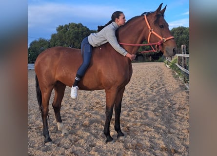 Hispano Araber, Stute, 7 Jahre, 160 cm, Brauner