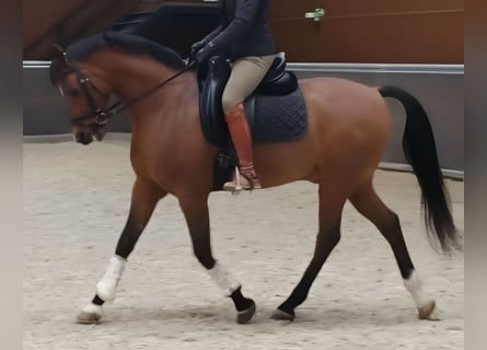 Hispano árabe, Caballo castrado, 11 años, 159 cm, Castaño