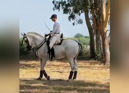 Hispano árabe, Caballo castrado, 11 años, 159 cm, Tordo