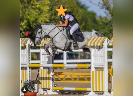 Hispano árabe, Caballo castrado, 11 años, 163 cm, Tordo