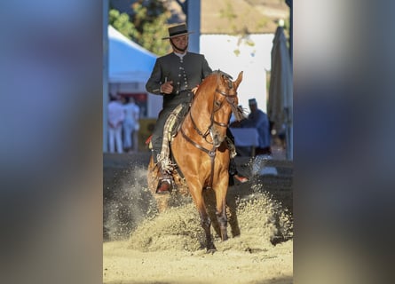 Hispano árabe, Caballo castrado, 12 años, 158 cm, Castaño