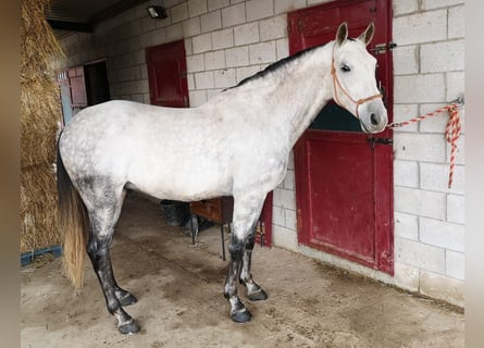 Hispano árabe, Caballo castrado, 12 años, 160 cm, Tordo