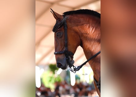 Hispano árabe, Caballo castrado, 13 años, 158 cm, Castaño