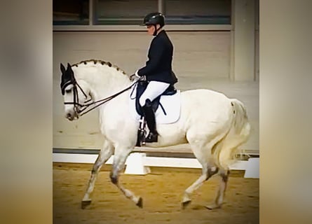 Hispano árabe, Caballo castrado, 14 años, 165 cm, Tordo rodado