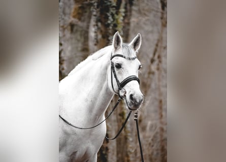 Hispano árabe, Caballo castrado, 14 años, 165 cm, Tordo rodado