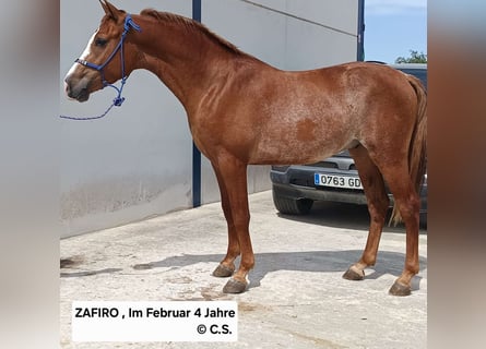 Hispano árabe, Caballo castrado, 2 años, 155 cm, Alazán