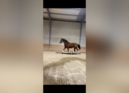 Hispano árabe, Caballo castrado, 4 años, 155 cm, Castaño