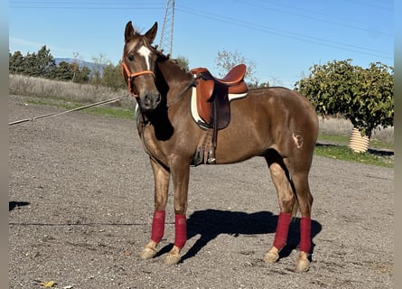 Hispano árabe, Caballo castrado, 4 años, 163 cm, Alazán