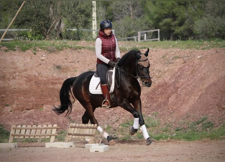 Hispano árabe, Caballo castrado, 7 años, 161 cm, Morcillo