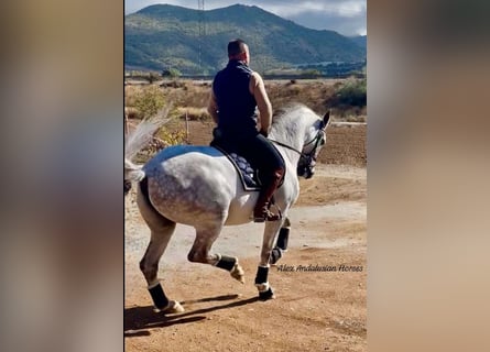 Hispano árabe, Caballo castrado, 9 años, 163 cm, Tordo