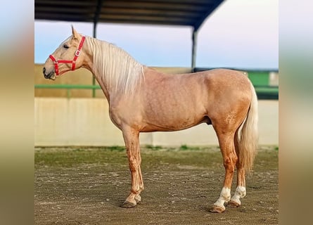 Hispano arabe, Étalon, 4 Ans, 175 cm, Palomino
