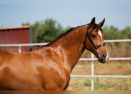 Hispano arabe, Étalon, 8 Ans, 164 cm, Alezan