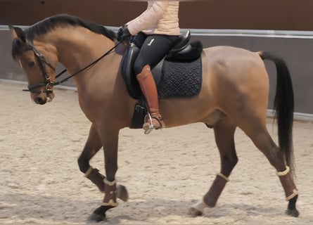 Hispano arabe, Hongre, 10 Ans, 159 cm, Bai