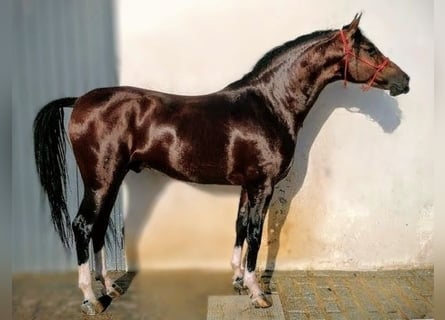 Hispano arabe, Hongre, 10 Ans, 162 cm, Bai