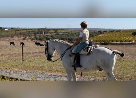 Hispano arabe, Hongre, 15 Ans, 159 cm, Gris