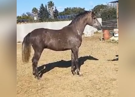 Hispano arabe, Hongre, 4 Ans, 160 cm