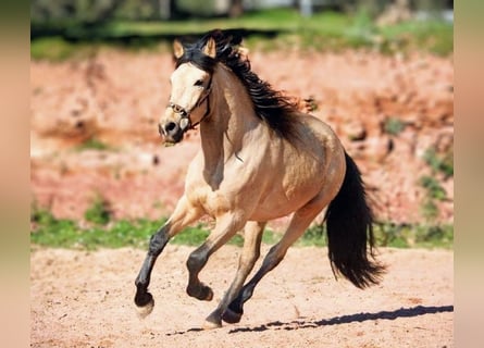 Hispano arabe, Hongre, 4 Ans, 161 cm, Buckskin