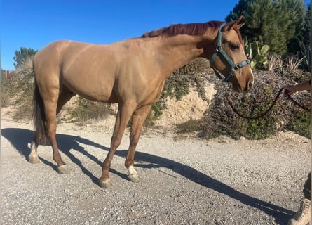 Hispano arabe Croisé, Hongre, 5 Ans, 160 cm, Alezan brûlé