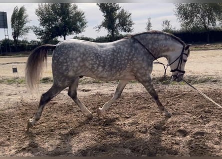 Hispano arabe, Hongre, 6 Ans, Gris